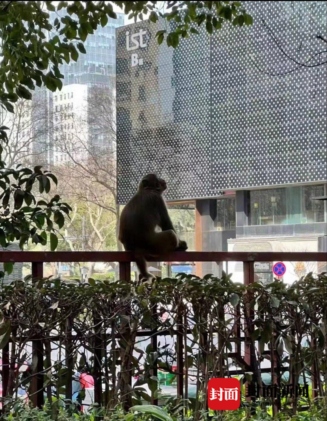 最新款麻醉打狗槍圖片及其在現(xiàn)代社會(huì)中的應(yīng)用