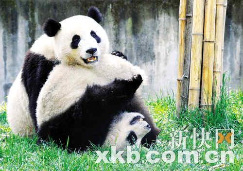 熊貓團(tuán)團(tuán)圓圓最新消息，生活、成長與人們的關(guān)注